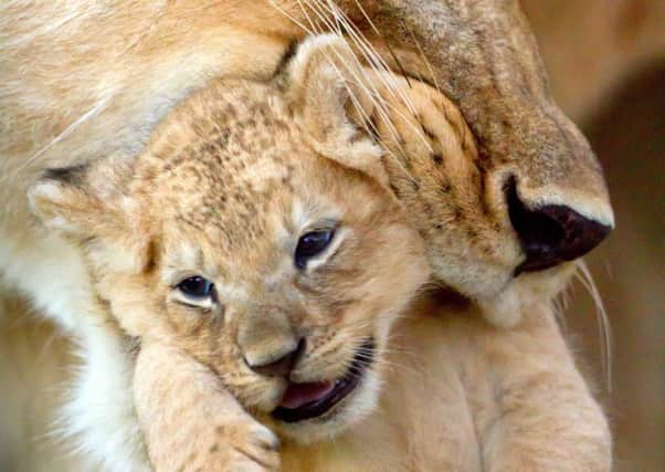 A lion cub on the BBC's Dynasties. Pic: Simon Blakeney/BBC Pictures
