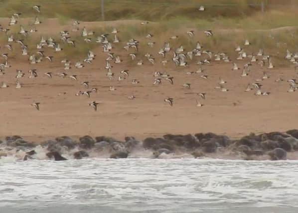 Some visitors to Forvie National Nature Reserve near Newburgh, Fife, have been ignoring signs informing them and disturbing seals as they lay on the beach out of the sea. Picture: SWNS