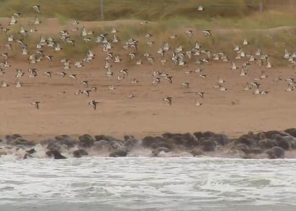 Some visitors to Forvie National Nature Reserve near Newburgh, Fife, have been ignoring signs informing them and disturbing seals as they lay on the beach out of the sea.  Picture: SWNS