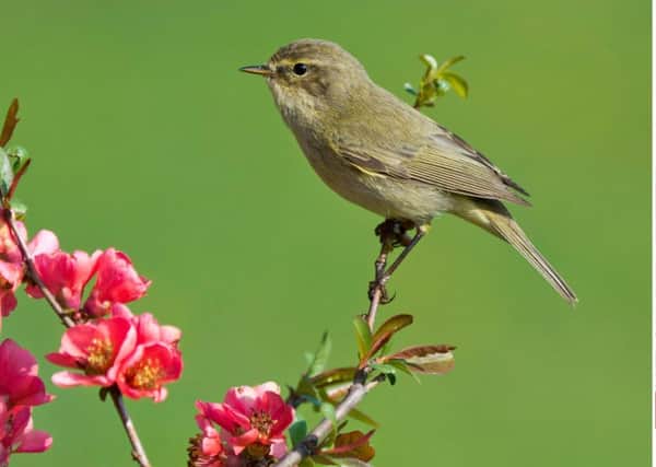 A Chiffchaff bird perched on a flowering branch. Picture: Reinhard Holzl