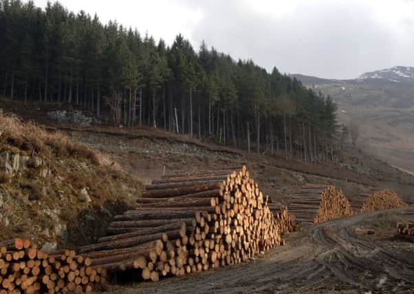 Forests should be managed to make money from timber, but also to provide habitats for wildlife and for humans to enjoy (PICTURE: IAN RUTHERFORD)