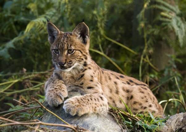 A bid to bring back the lynx, which became extinct in the UK more than 1,000 years ago, has been rejected by the Government. Picture: PA Wire
