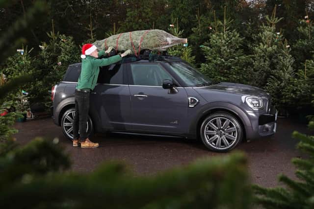 Staff at Dobbies are getting ready for a bumper weekend for Christmas tree sales. Picture: Contributed
