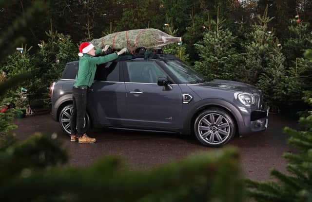 Staff at Dobbies are getting ready for a bumper weekend for Christmas tree sales. Picture: Contributed