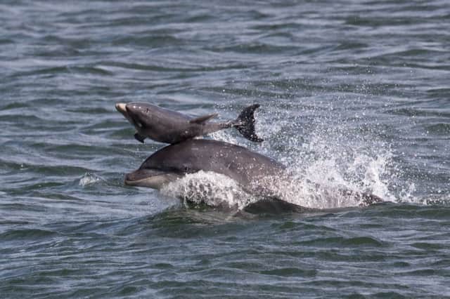 A newborn bottlenose dolphin being lifted up and flipped in the air during a playful exchange captured by David Jefferson at Chanonry Point, in the Moray Firth. Picture: SWNS