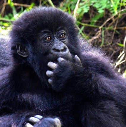 A young mountain gorilla at Mount Gahinga, Uganda. Picture: Lisa Young