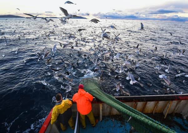Birds such as puffins, guillemots, kittiwakes and gannets could disappear for ever due to the battle they face with fishing fleets to find food, a new international study has found. (Photo by Jeff J Mitchell/Getty Images)
