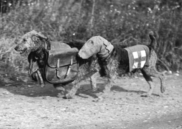 Two Airedale terriers at Lt. Colonel E. H. Richardson's canine training camp in Woking, Surrey, during World War II, 16th October 1939. One dog wears a special gas mask and the other carries rations for a wounded soldier. (Photo by Fox Photos/Hulton Archive/Getty Images)