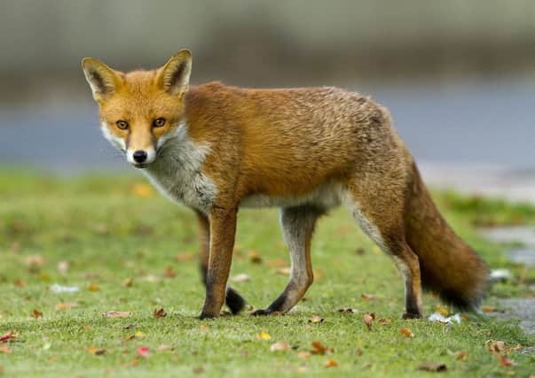 Stock image of a fox. A Green MSP has called for a tougher ban on fox hunting in Scotland