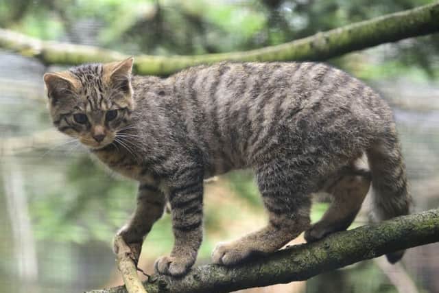 Scotland's wildcats are at risk from interbreeding with their domestic cousins (Picture: RZSS)