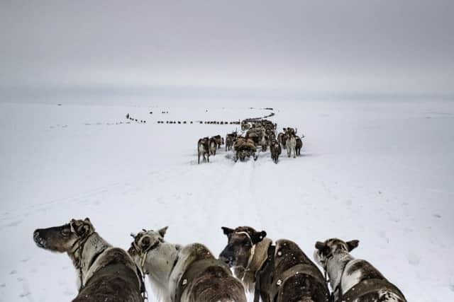 The Nenets people herding reindeer on Russia's Yamal Peninsula, April 2018, from Arctic: New Frontier, by Yuri Kozyrev and Kadir van Lohuizen