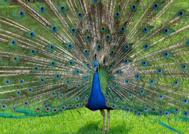 Survival of the unfittest? A peacocks tale may make it more vulnerable to predators, but surviving despite it helps demonstrate how fit a potential mate is  (Picture: Pedro Pardo/AFP/Getty)