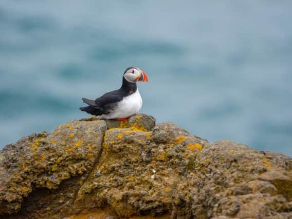 Puffins make their home in Scotland during the Summer months (Photo: Shutterstock)