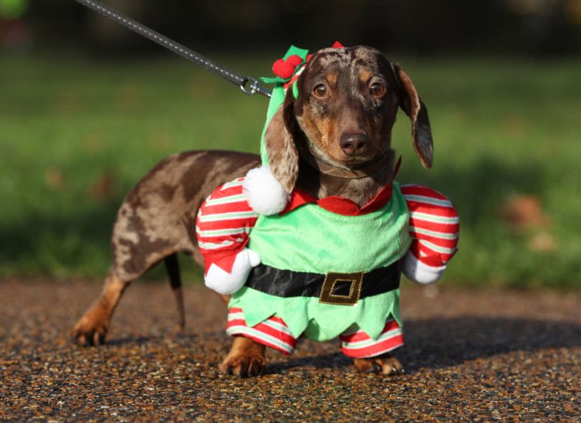 Hundreds of sausage dogs in festive jumpers meet for Christmas walk