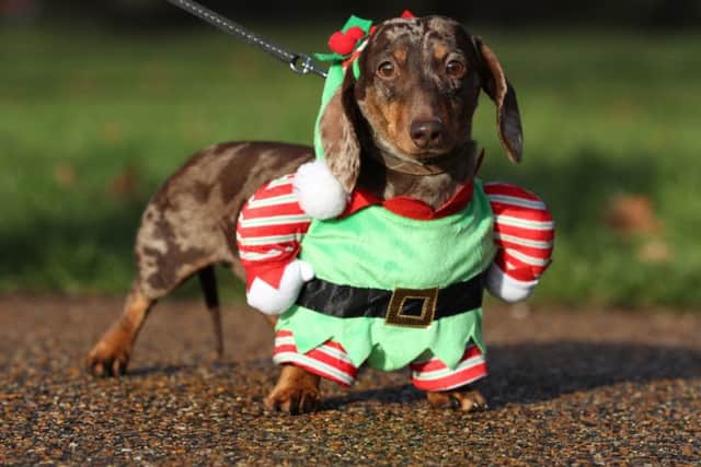 Dachshund Bruno takes part in a sausage dog festive walk in Hyde Park, London. Picture: PA