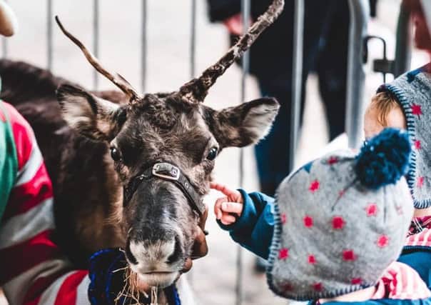 A reindeer is patted at the Paisley Christmas show