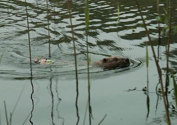 Beavers were spotted in Scotland in 2006 after unauthorised reintoductions, more than 400 years after they were hunted to extinction