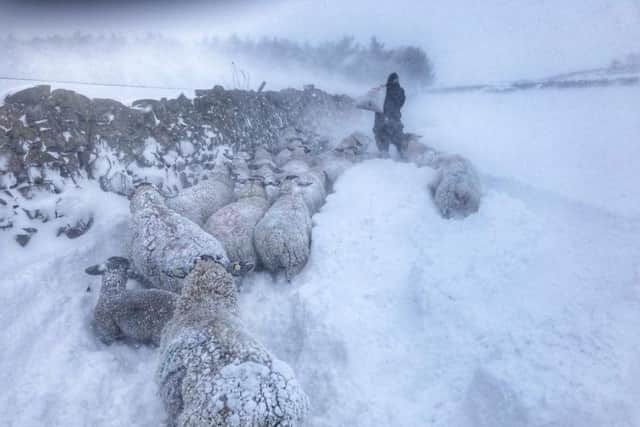 Feeding the sheep at Gordon during a blizzard.