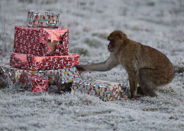 Santa paid a visit to Blair Drummond Safari Park. Picture: PA Wire