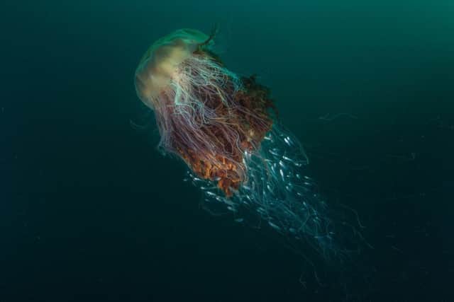 A lion's mane jellyfish pictured in Village Bay, St Kilda. Picture: George Stoyle/Scottish Natural Heritage/PA