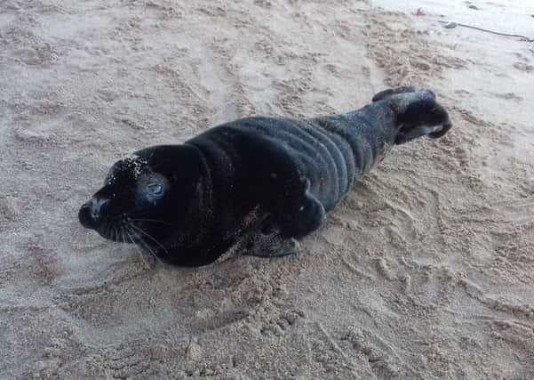The black female seal pup that was found on Eyemouth beach.