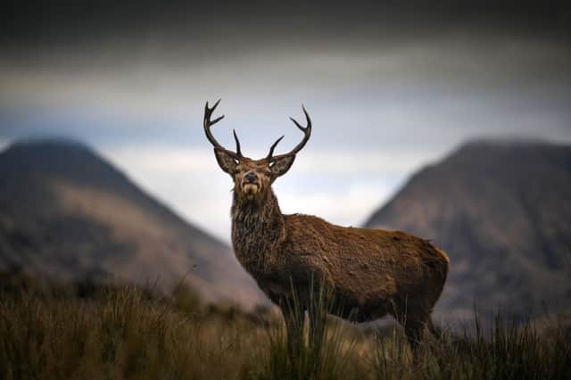 A deer grazes in the Highlands in Glen Etive. The glen is the location of contentious hyrdo power construction schemes. Picture: Jeff J Mitchell/Getty Images