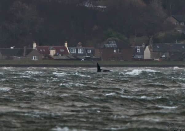 John Coe, a famous orca that he spotted making a rare appearance at Chanonry Point in the Moray Firth. Picture: Phil Clark/PA Wire