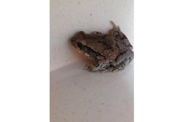 This continent-jumping African clawed frog travelled with surprised holiday goers from South Africa to Scotland in a suitcase, and found his forever home at the Butterfly and Insect World in Edinburgh.