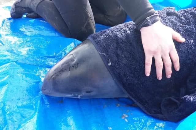A female porpoise was rescued in April after becoming stranded in Grange burn, Grangemouth. It is likely she became disorientated and got caught out by the changing tides. She was moved to deeper water at Blackness.