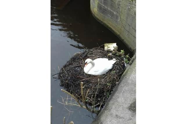Two Leith locals kindly took Scottish SPCA animal rescue officers out on their boat to aid a swan with a baseball cap tangled around its foot at The Shore. She returned to her partner, nest and eggs.