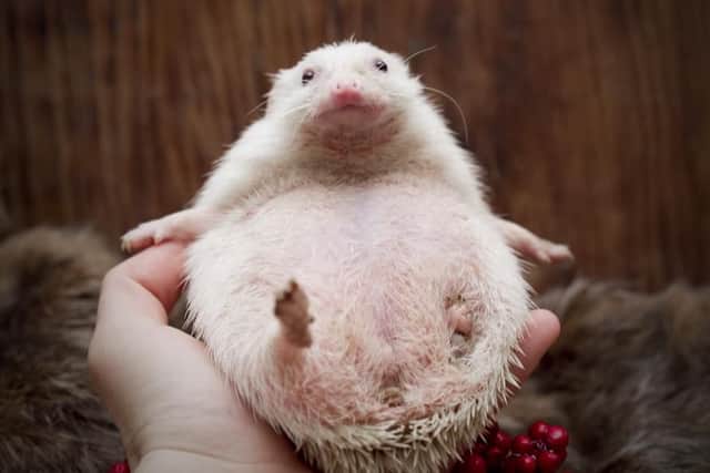 A beach-ball sized hedgehog suffering from balloon syndrome was looked after for six months following his rescue. Named Zepplin by staff, he was released into the wild in the Perthshire area once better.