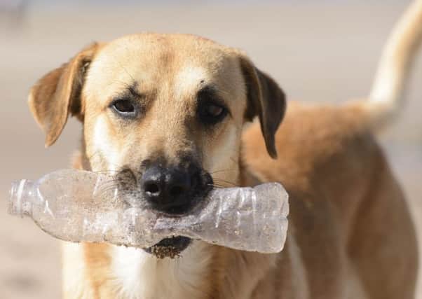 Dogs often pick up litter when out for a walk - the new Paws on Plastic campaign is calling for owners to collect two items or more every time they go out with their pet to help tackle the plastic pollution crisis