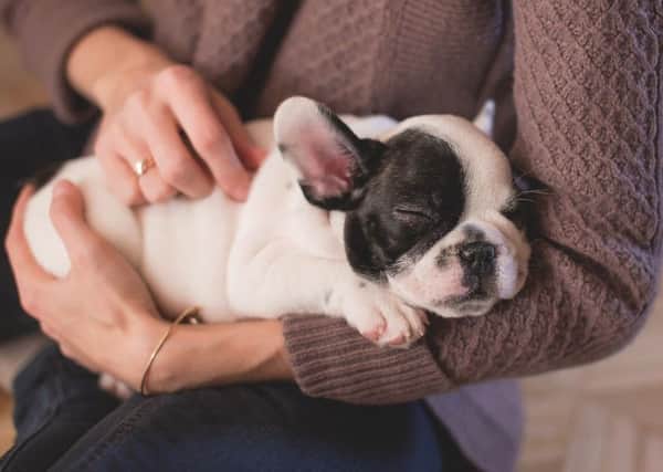 Stock image. The breeding of designer pets could be effectively outlawed this year.