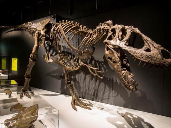 A skeleton of Canadian T. rex "Scotty," who will be a star attraction in the National Museum exhibition, was discovered in Saskatchewan in 1991.
