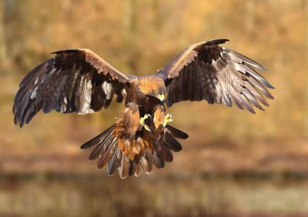Birds of prey like this golden eagle have been fully protected since the 1950s  but some grouse moors appear to be following a zero tolerance approach to predator species