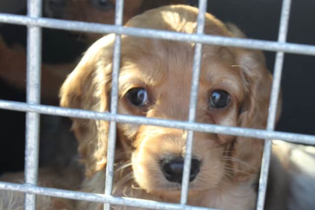 A puppy seized from an illegal farm