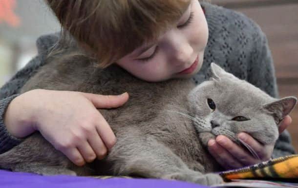 Scottish Fold Cats are just one of the breeds which could be affected (Image Credit: Getty)
