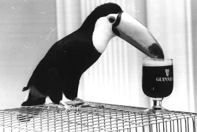 A toucan drinks from a glass of Guinness as part of an advertising campaign for the company. Picture: Rob Cousins/Evening Standard/Getty Images