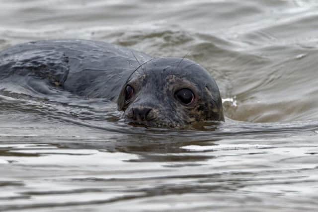 The seal pups were released back in to the sea after washing up on various locations along the east coast. Picture: Contributed