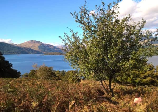 Wild crab apple trees are under threat from the cultivated varieties. Picture: contributed