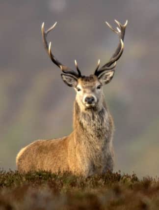 A Red Deer Stag with a full set of antlers. File.