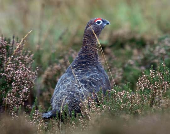 Ending grouse moor management risks declines and possible extinction of birds such as the curlew, golden plover, lapwing, black grouse, hen harrier and merlin, according to the new study by the Game and Wildlife Conservation Trust