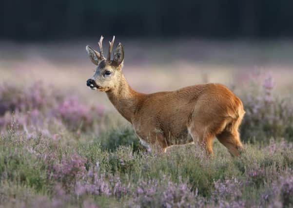 A deer has been found dead in Aberdeen after having injuries consistent with being attacked by dogs