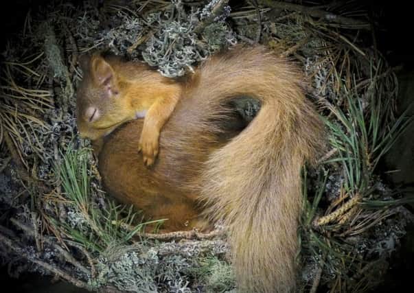 Red squirrels curl up together in a frost-covered nest in the  Highlands. Picture: TSPL