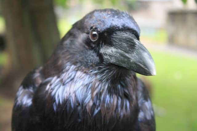 The report was commissioned to ensure the number of licences issued to control ravens will not affect the birds population. Picture: Stephen Dickson/Wikicommons