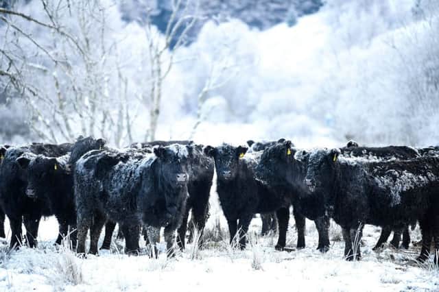 Frost forming on the back of Galloway cows in Crainlarich. The Met Office have warned that temperatures could plummet again. Picture: Jeff J Mitchell/Getty Images