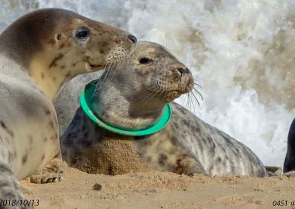 This seal has a frisbee stuck round its neck but microplastics from synthetic clothes and vehicle tyres are a massive problem too