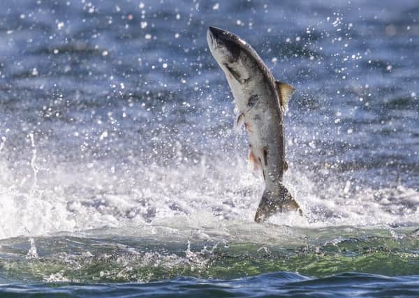 Warmer seawater threatens the survival of salmon