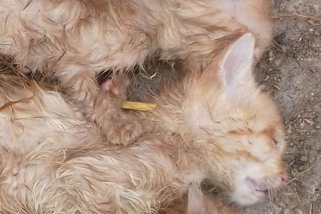 The dead kittnes owned by Michelle Smith,36, who has been banned from owning animals for ten years- other than dogs. Picture: SWNS