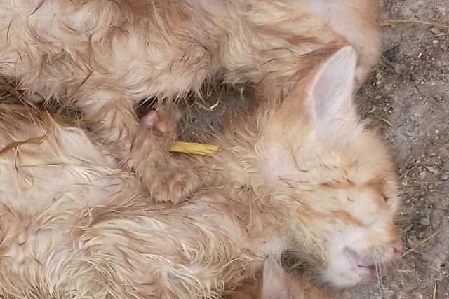 The dead kittnes owned by Michelle Smith,36, who has been banned from owning animals for ten years- other than dogs.  Picture: SWNS